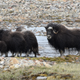 A family of local Greenlanders—in this case musk ox—intruding on Thule Air Force Base.